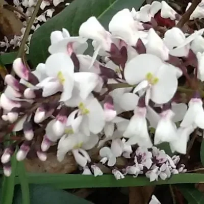Hardenbergia violacea 'Alba' - White Coral Pea, False Sarsaparilla Tree, Salsaparilha, Alba Vine, Lilás Vine