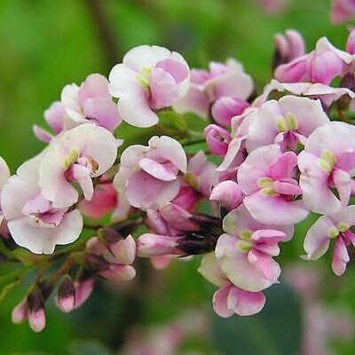 Hardenbergia violacea 'Climbing Form' - Climbing Coral Pea, False Sarsaparilla, Vine Lilás (Rosea), Pink Happy Wanderer