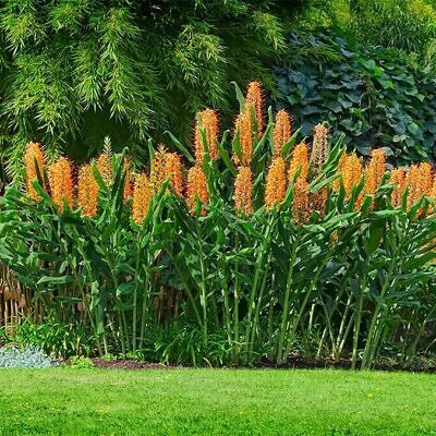 Hedychium gardnerianum - Kahili Ginger