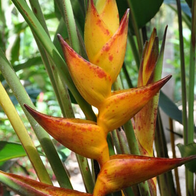 Heliconia champneiana 'Splash' - Heliconia Freckles, Heliconia Splash