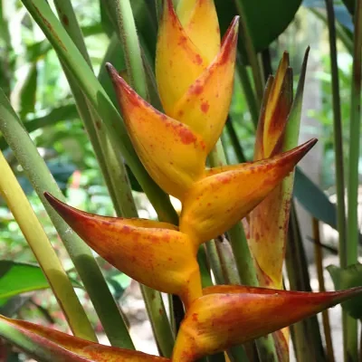 Heliconia champneiana 'Splash' - Heliconia Freckles, Heliconia Splash