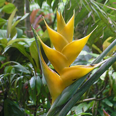 Heliconia champneiana 'Maya Gold' - Lobster claw