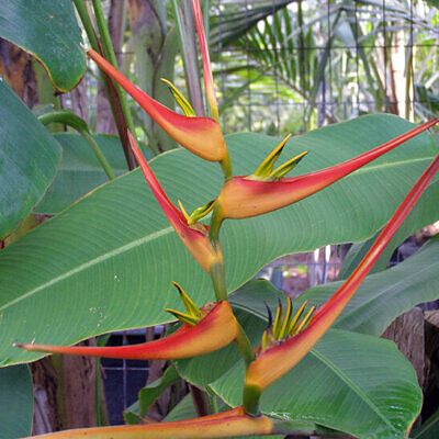 Heliconia latispatha - Orange Gyro, Orange Lobster Claw