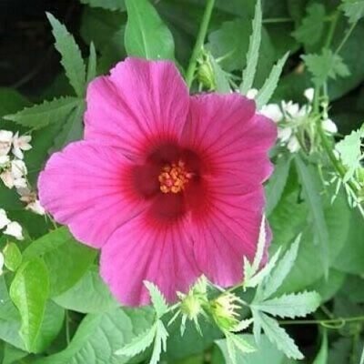 Hibiscus cannabinus - Kenaf, Deccan Hemp, Java Jute