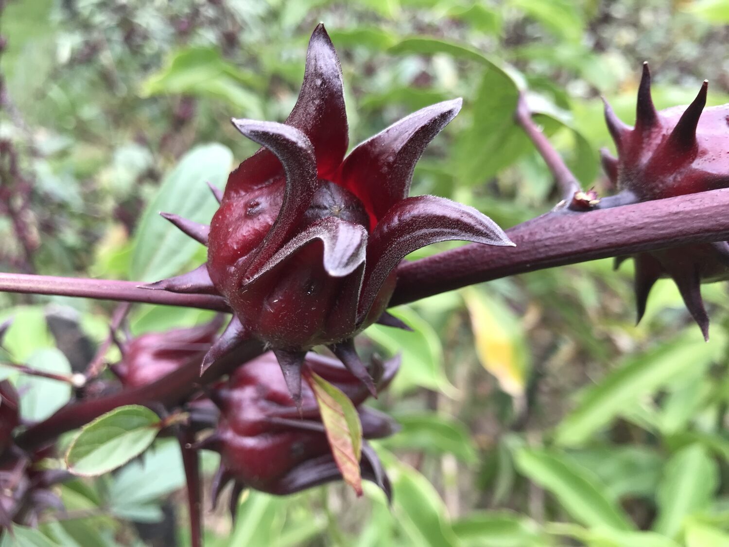Hibiscus sabdariffa / Sabdariffa rubra / Abelmoschus cruentus - Roselle, Jamaican Sorrel, Florida Cranberry, Indian Roselle, Red Sorrel - Image 5