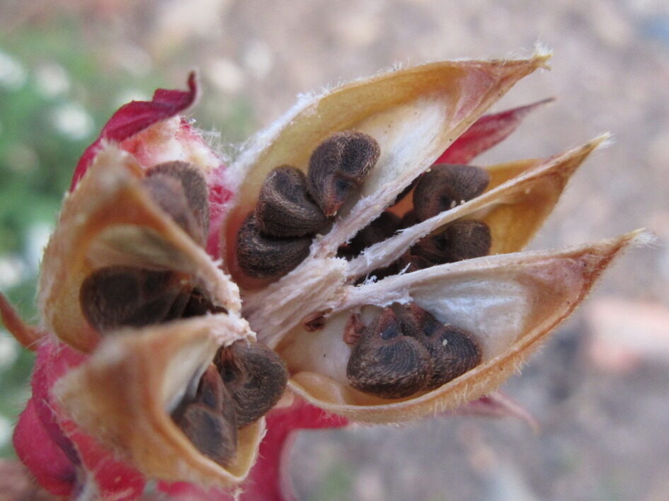 Hibiscus sabdariffa / Sabdariffa rubra / Abelmoschus cruentus - Roselle, Jamaican Sorrel, Florida Cranberry, Indian Roselle, Red Sorrel - Image 8
