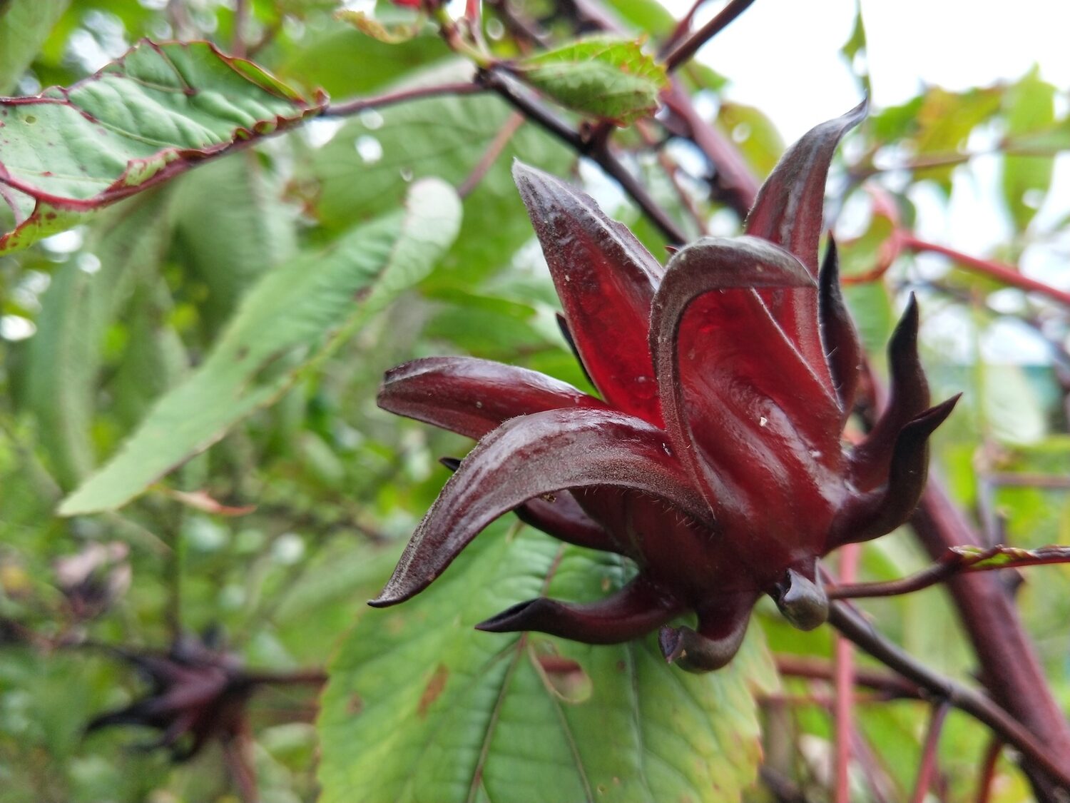 Hibiscus sabdariffa / Sabdariffa rubra / Abelmoschus cruentus - Roselle, Jamaican Sorrel, Florida Cranberry, Indian Roselle, Red Sorrel - Image 12