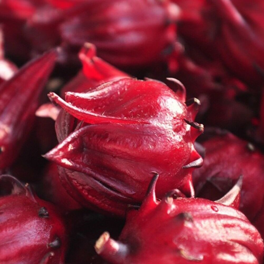 Hibiscus sabdariffa / Sabdariffa rubra / Abelmoschus cruentus - Roselle, Jamaican Sorrel, Florida Cranberry, Indian Roselle, Red Sorrel - Image 16