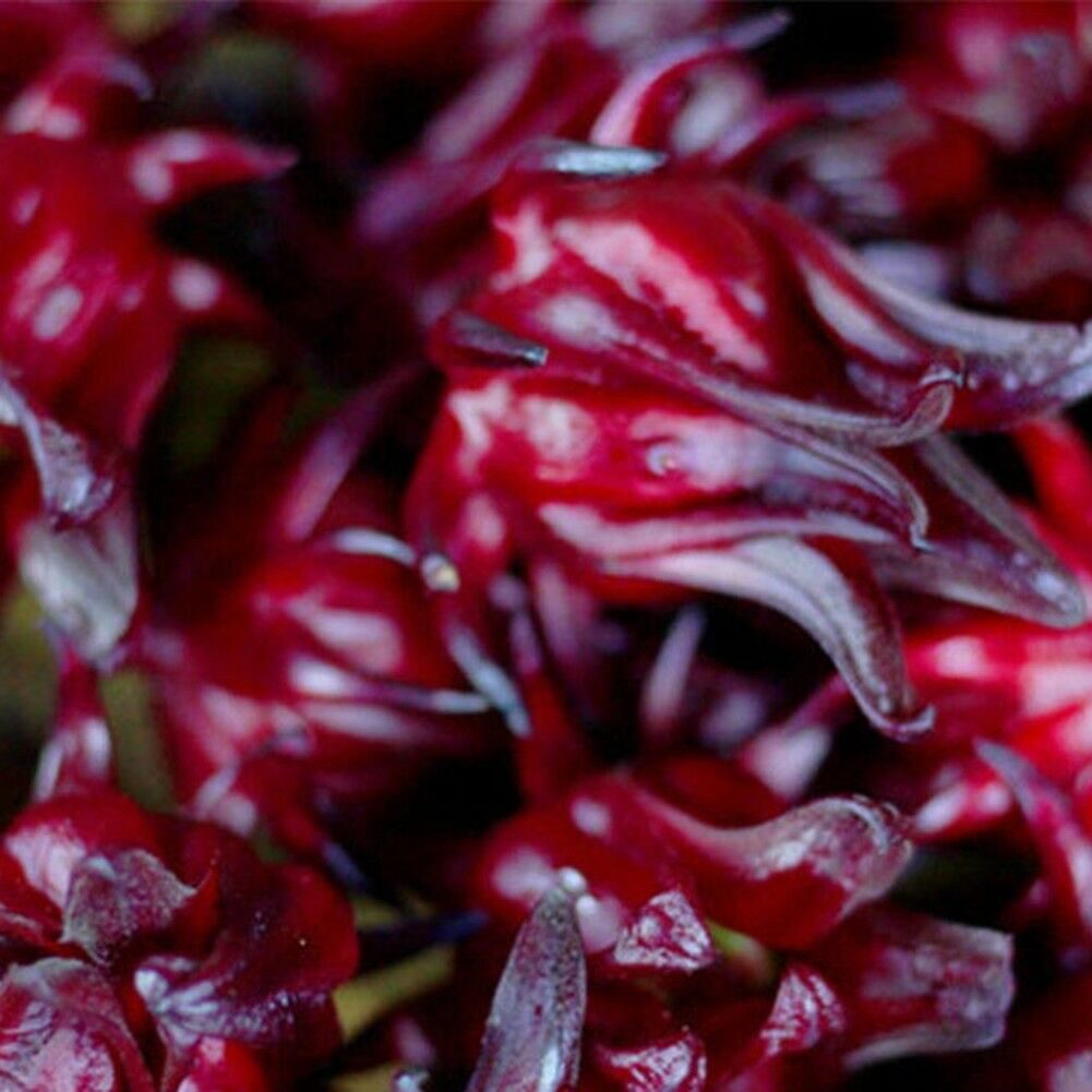 Hibiscus sabdariffa / Sabdariffa rubra / Abelmoschus cruentus - Roselle, Jamaican Sorrel, Florida Cranberry, Indian Roselle, Red Sorrel - Image 17