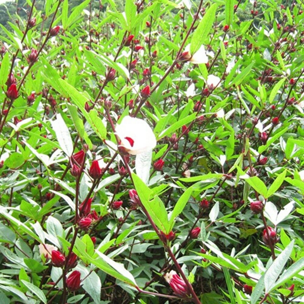 Hibiscus sabdariffa / Sabdariffa rubra / Abelmoschus cruentus - Roselle, Jamaican Sorrel, Florida Cranberry, Indian Roselle, Red Sorrel - Image 20
