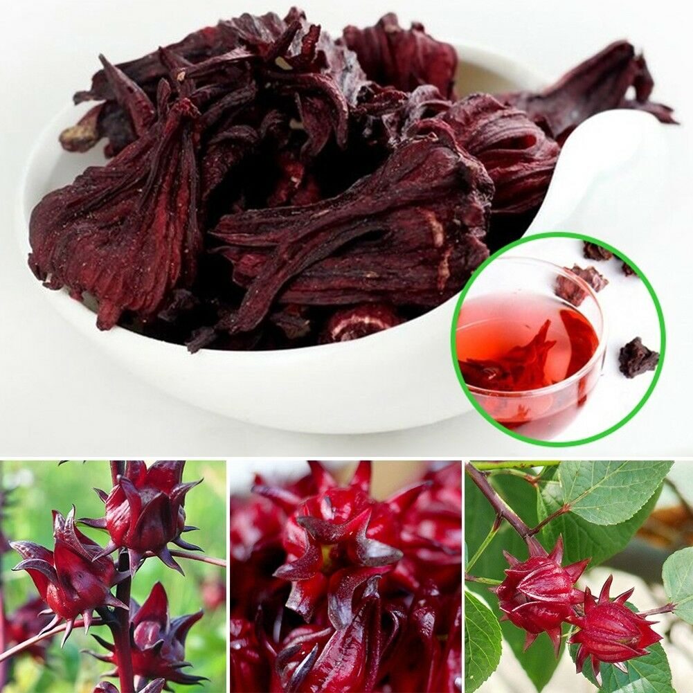 Hibiscus sabdariffa / Sabdariffa rubra / Abelmoschus cruentus - Roselle, Jamaican Sorrel, Florida Cranberry, Indian Roselle, Red Sorrel - Image 22
