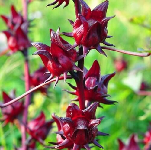 Hibiscus sabdariffa / Sabdariffa rubra / Abelmoschus cruentus - Roselle, Jamaican Sorrel, Florida Cranberry, Indian Roselle, Red Sorrel - Image 23