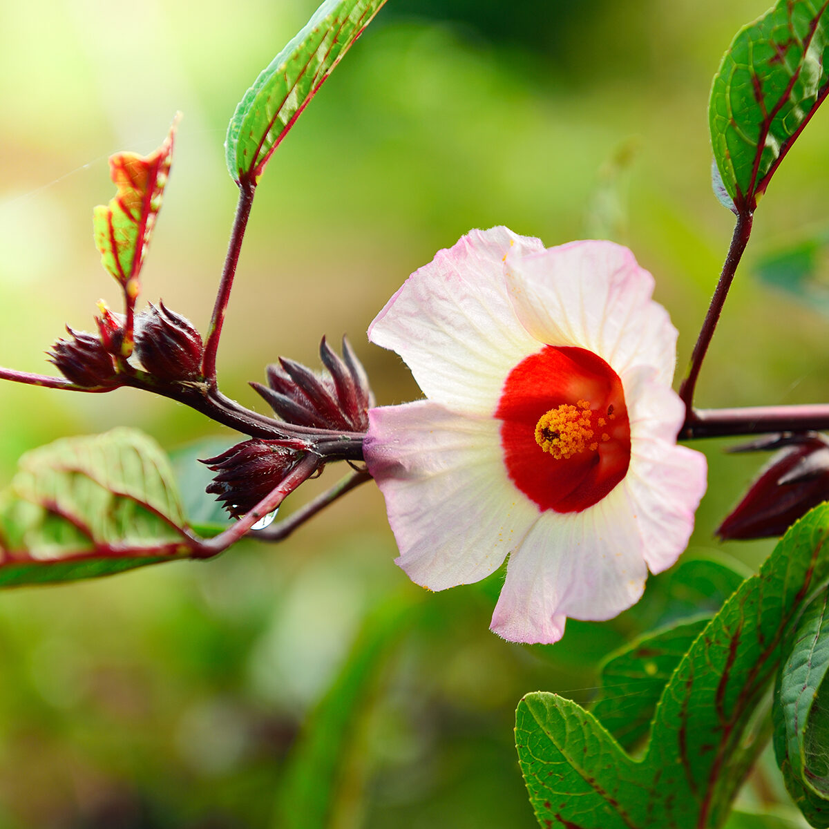 Hibiscus sabdariffa / Sabdariffa rubra / Abelmoschus cruentus - Roselle, Jamaican Sorrel, Florida Cranberry, Indian Roselle, Red Sorrel - Image 26