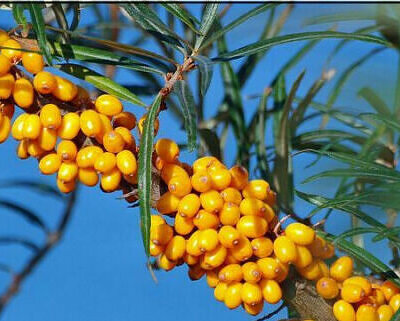 Hippophae rhamnoides / Elaeagnus rhamnoides - Sea Buckthorn