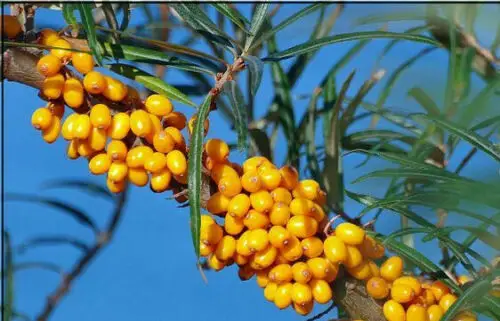 Hippophae rhamnoides / Elaeagnus rhamnoides - Sea Buckthorn