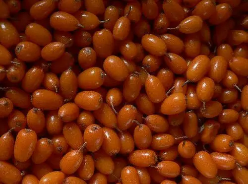 Hippophae rhamnoides / Elaeagnus rhamnoides - Sea Buckthorn - Image 2