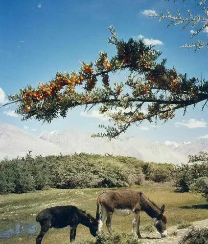 Hippophae rhamnoides / Elaeagnus rhamnoides - Sea Buckthorn - Image 4