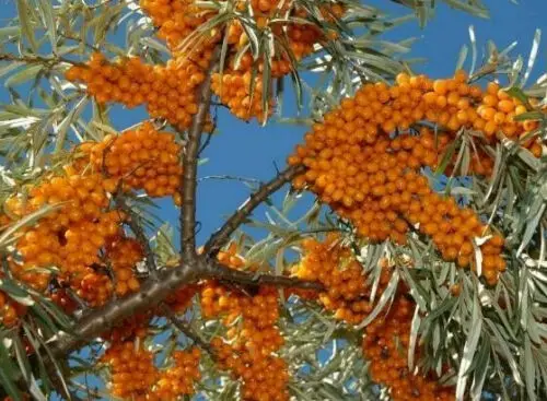 Hippophae rhamnoides / Elaeagnus rhamnoides - Sea Buckthorn - Image 5