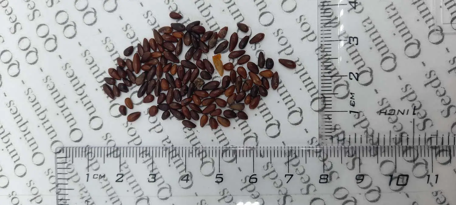 Hippophae rhamnoides / Elaeagnus rhamnoides - Sea Buckthorn - Image 8