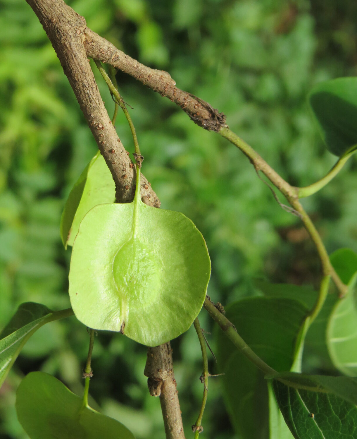 Holoptelea integrifolia - Kanju, Indian Elm, Chirabilva, Jungle Cork Tree