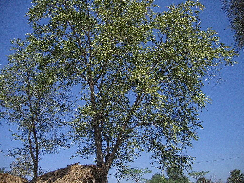 Holoptelea integrifolia - Kanju, Indian Elm, Chirabilva, Jungle Cork Tree - Image 3