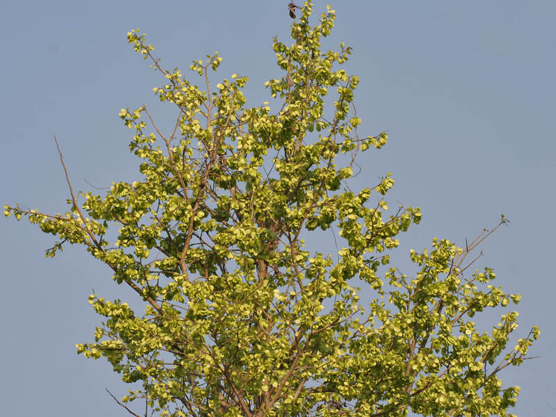 Holoptelea integrifolia - Kanju, Indian Elm, Chirabilva, Jungle Cork Tree - Image 4