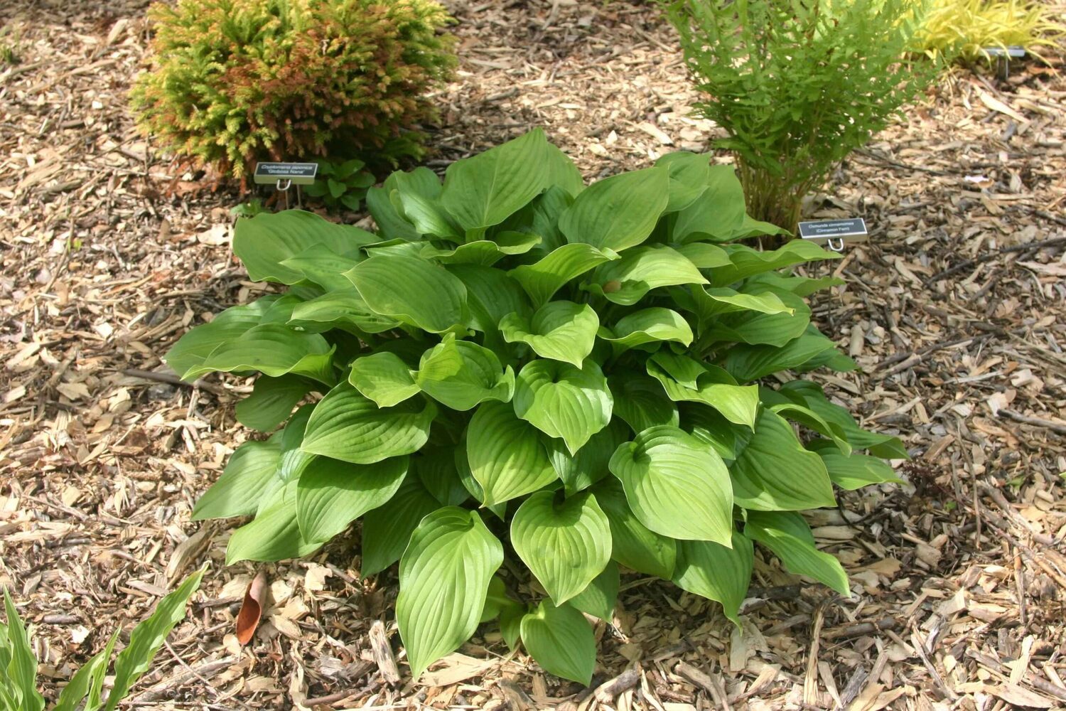 Hosta longipes var. longipes - Japanese Heart Leaf Lily, Hosta, Plantain Lily