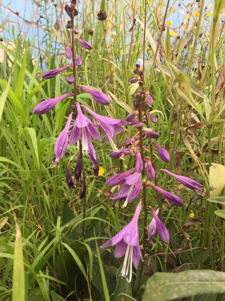 Hosta longipes var. longipes - Japanese Heart Leaf Lily, Hosta, Plantain Lily - Image 4