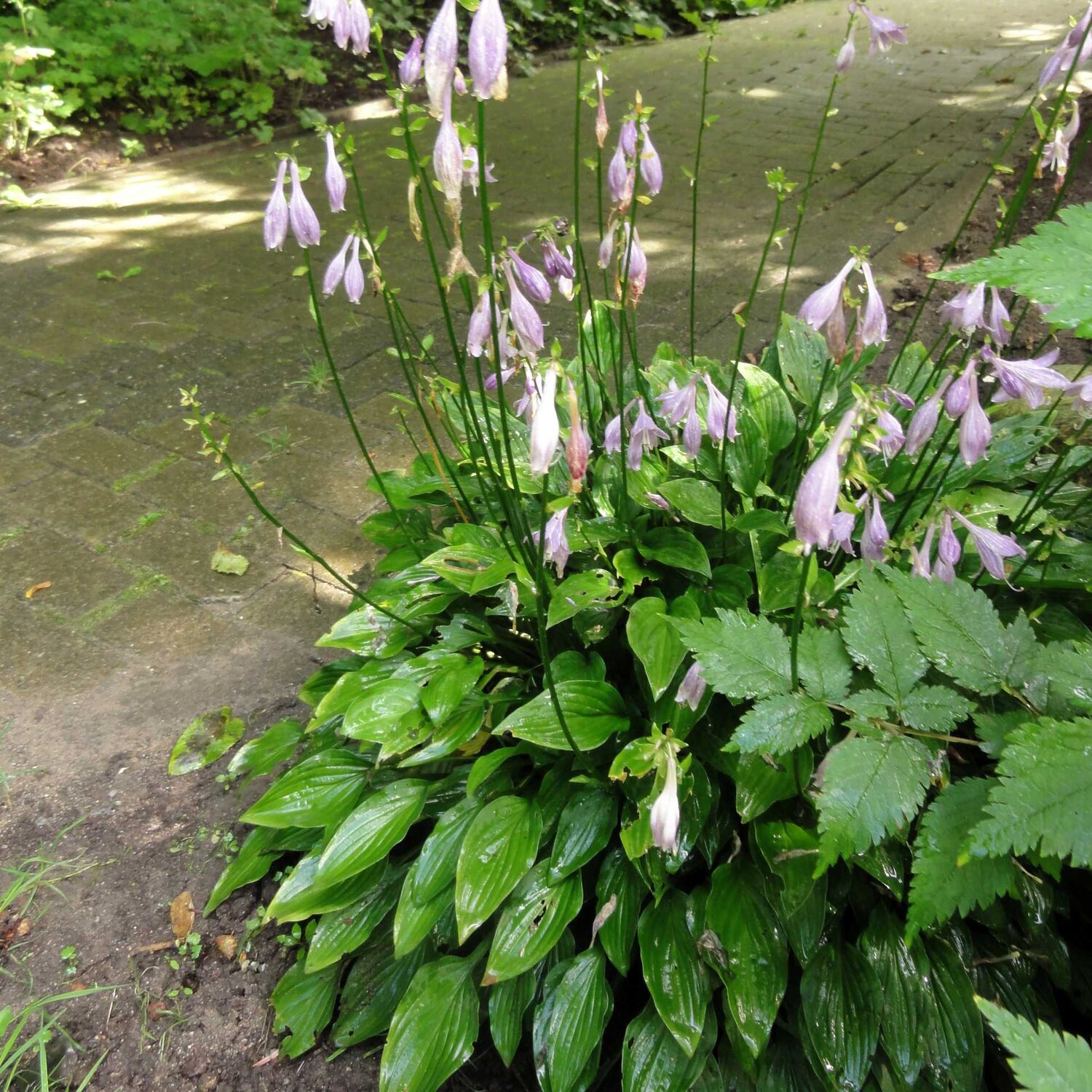 Hosta longipes var. longipes - Japanese Heart Leaf Lily, Hosta, Plantain Lily - Image 5