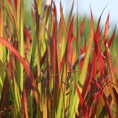 Imperata cylindrica / Lagurus cylindricus / Imperata arundinacea - Cogon Grass, Blady Grass, Kunai Grass, Sword Grass, Japanese Blood Grass, Red Baron Grass, Alang-Alang, Lalang, Ilalang, Imperata Grass, Satintail
