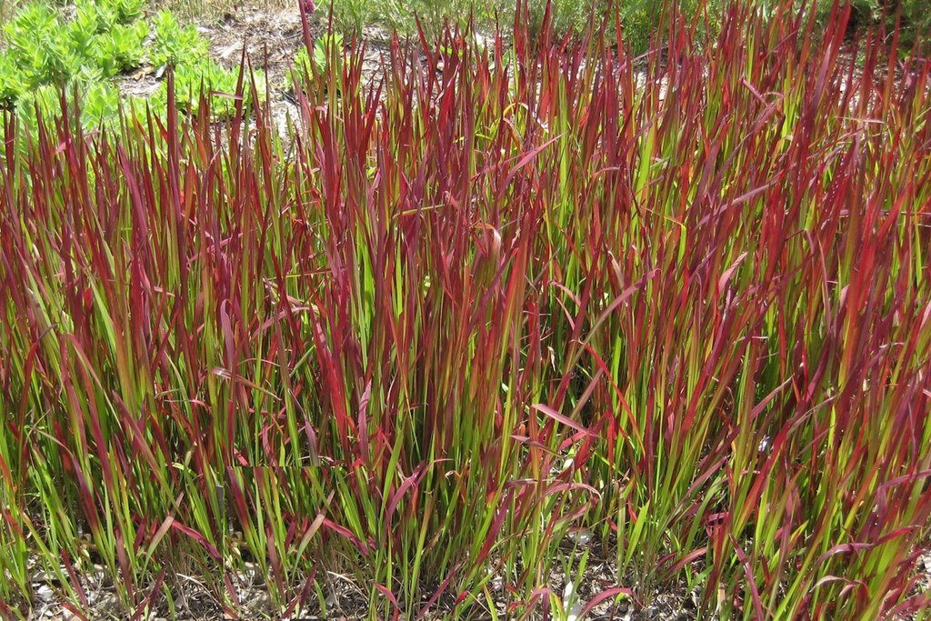 Imperata cylindrica / Lagurus cylindricus / Imperata arundinacea - Cogon Grass, Blady Grass, Kunai Grass, Sword Grass, Japanese Blood Grass, Red Baron Grass, Alang-Alang, Lalang, Ilalang, Imperata Grass, Satintail - Image 4