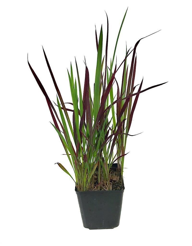 Imperata cylindrica / Lagurus cylindricus / Imperata arundinacea - Cogon Grass, Blady Grass, Kunai Grass, Sword Grass, Japanese Blood Grass, Red Baron Grass, Alang-Alang, Lalang, Ilalang, Imperata Grass, Satintail - Image 7
