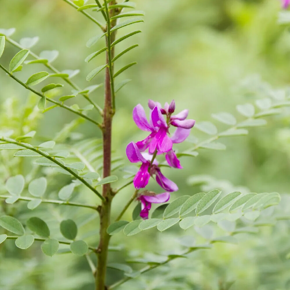 Indigofera tinctoria / Anila tinctoria - True Indigo - Image 2