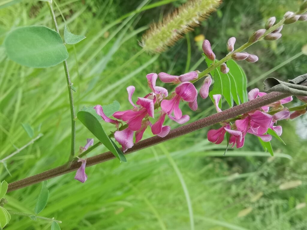 Indigofera tinctoria / Anila tinctoria - True Indigo - Image 3