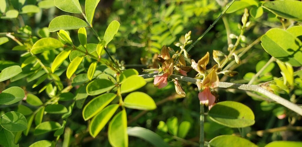 Indigofera tinctoria / Anila tinctoria - True Indigo - Image 4