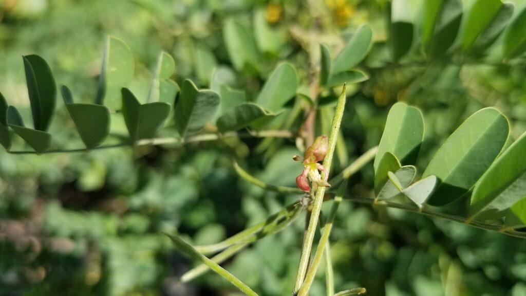 Indigofera tinctoria / Anila tinctoria - True Indigo - Image 5