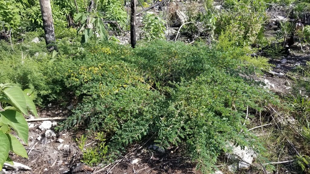 Indigofera tinctoria / Anila tinctoria - True Indigo - Image 6