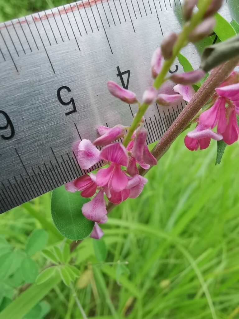 Indigofera tinctoria / Anila tinctoria - True Indigo - Image 7