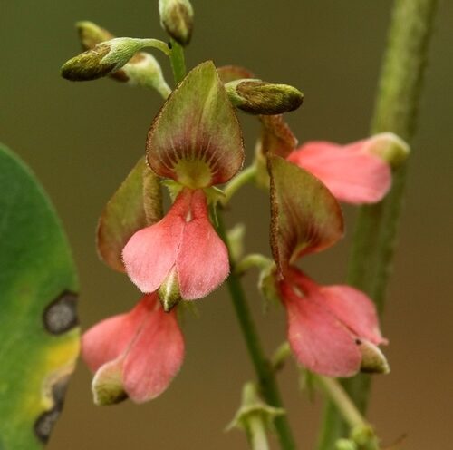 Indigofera tinctoria / Anila tinctoria - True Indigo - Image 8