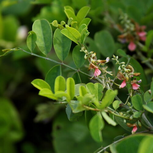 Indigofera tinctoria / Anila tinctoria - True Indigo - Image 9