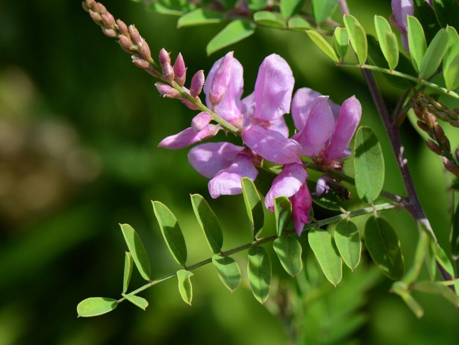 Indigofera tinctoria / Anila tinctoria - True Indigo - Image 11