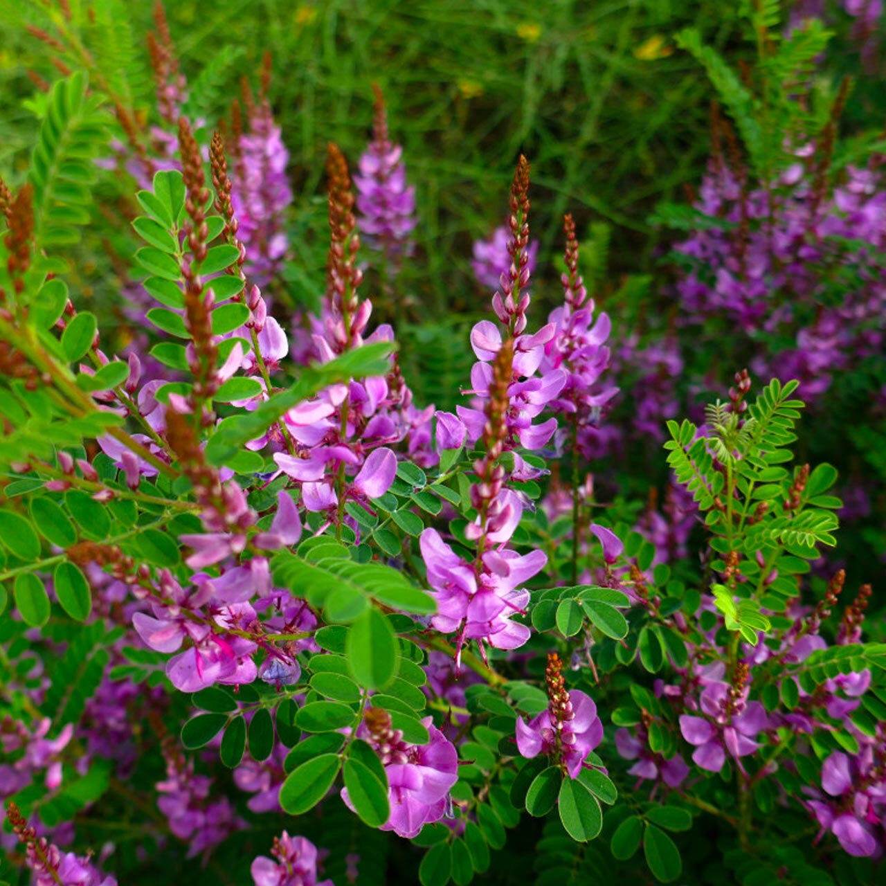 Indigofera tinctoria / Anila tinctoria - True Indigo