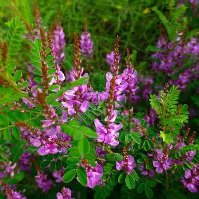 Indigofera tinctoria / Anila tinctoria - True Indigo