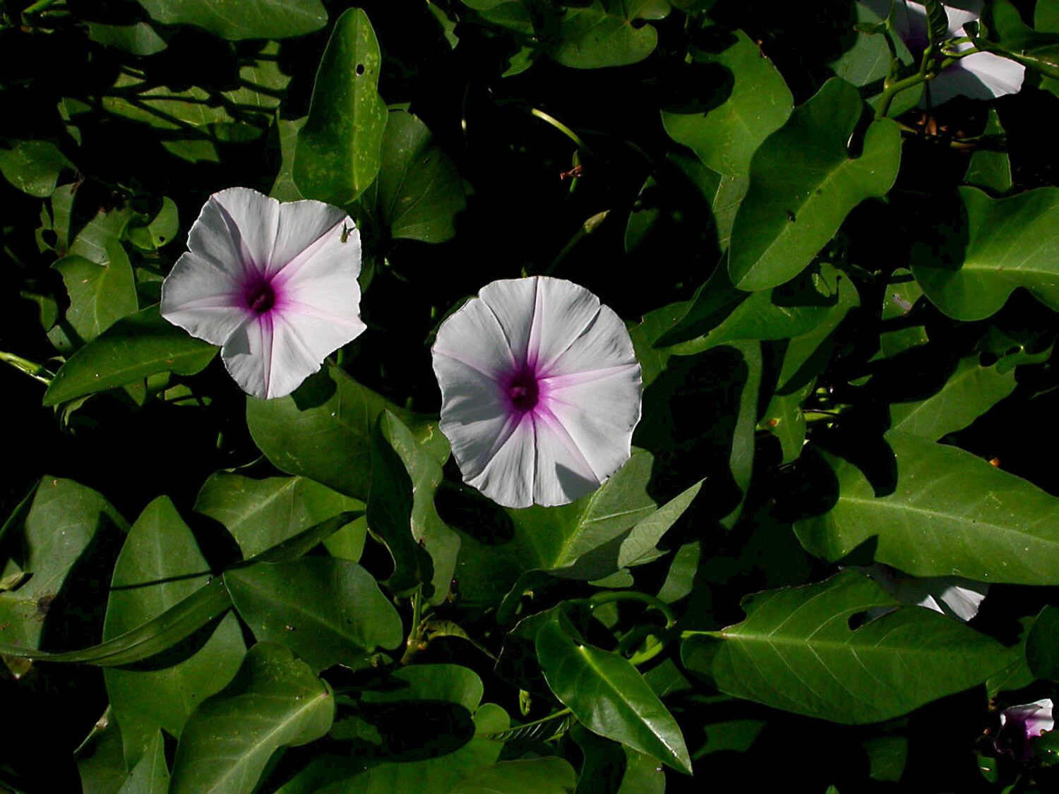 Ipomoea aquatica - Water Morning Glory, Water Spinach - Image 2