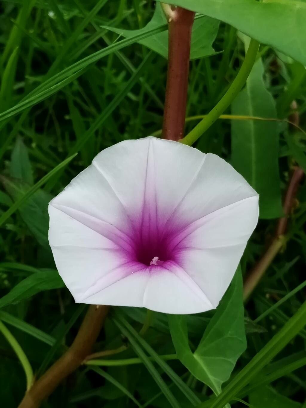 Ipomoea aquatica - Water Morning Glory, Water Spinach - Image 4