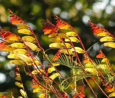Ipomoea lobata 'Exotic Love' - Ipomoea flag of spain, ipomoea exotic love, ipomoea flower of passion