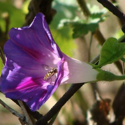 Ipomoea purpurea - Trepadeira morning glory, morning glory, rope of viola, ringer