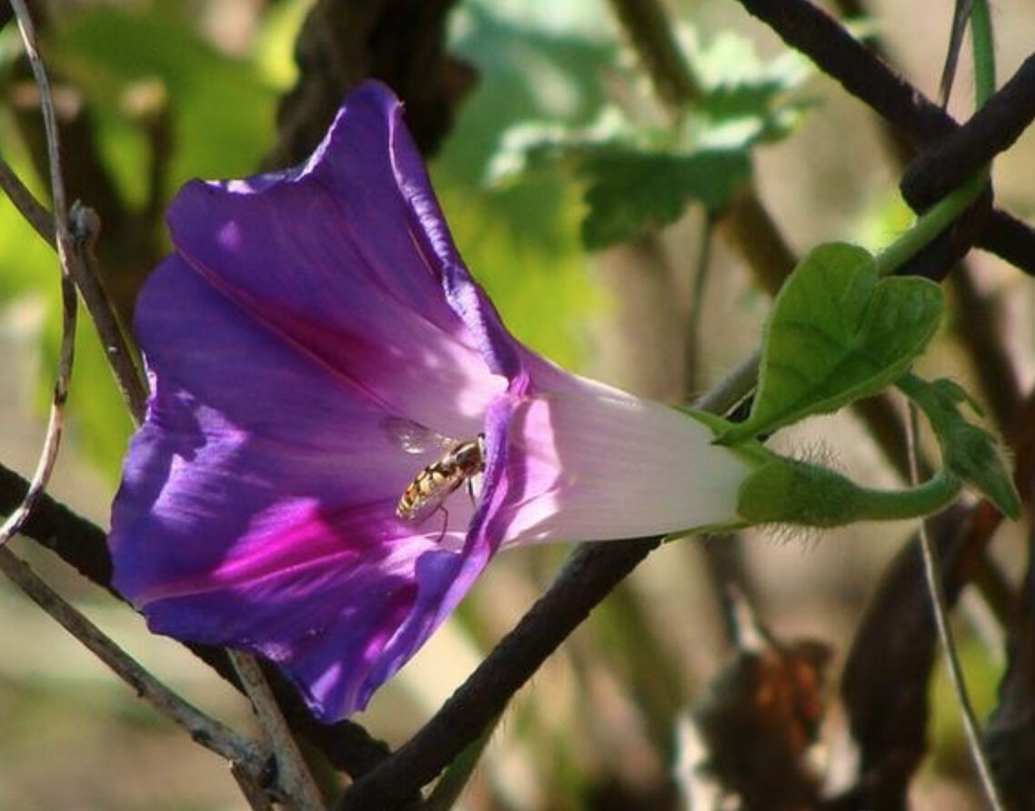 Ipomoea purpurea - Trepadeira morning glory, morning glory, rope of viola, ringer
