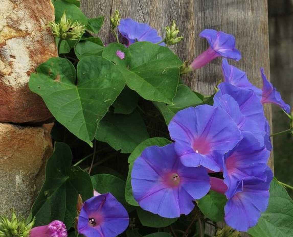 Ipomoea purpurea - Trepadeira morning glory, morning glory, rope of viola, ringer - Image 2
