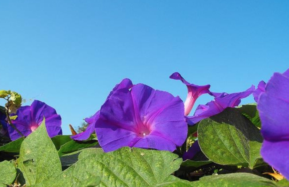 Ipomoea purpurea - Trepadeira morning glory, morning glory, rope of viola, ringer - Image 3